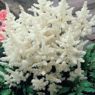 Astilbe (Spirea) WHITE-1бр.
