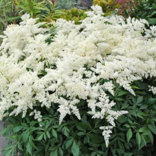 Astilbe (Spirea) WHITE-1бр.