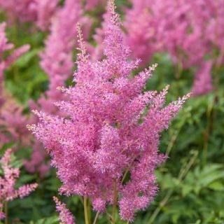 Astilbe MIX - 5бр.