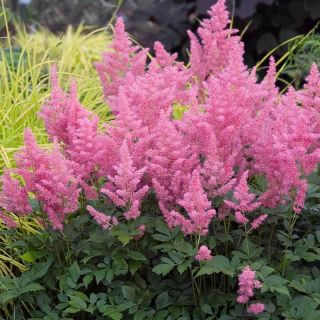 Astilbe (Spirea) PINK-1бр.