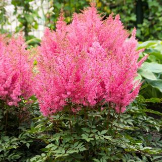Astilbe (Spirea) PINK-1бр.