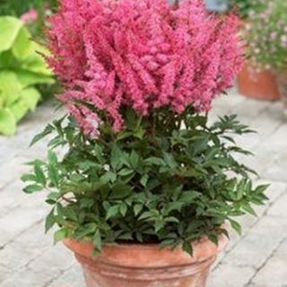 Astilbe (Spirea) PINK-1бр.