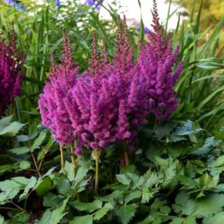 Astilbe (Spirea) PURPLE-1бр.