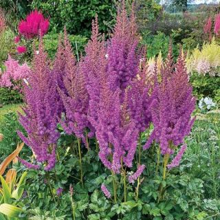 Astilbe (Spirea) PURPLE-1бр.