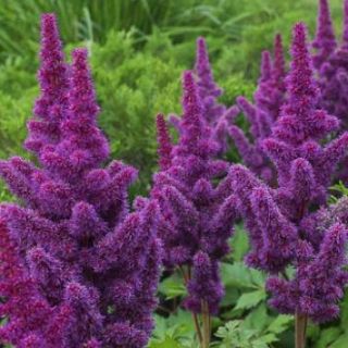 Astilbe (Spirea) PURPLE-1бр.