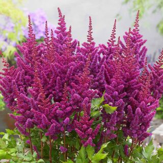 Astilbe (Spirea) PURPLE-1бр.