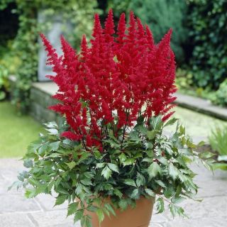 Astilbe (Spirea) RED-1бр.