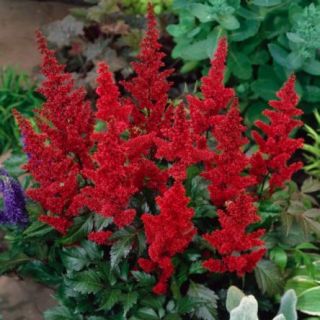 Astilbe (Spirea) RED-1бр.
