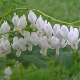 Dicentra SPECTABILIS WHITE-1бр.