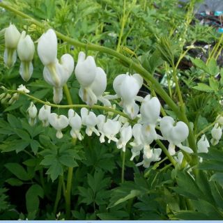 Dicentra SPECTABILIS WHITE-1бр.