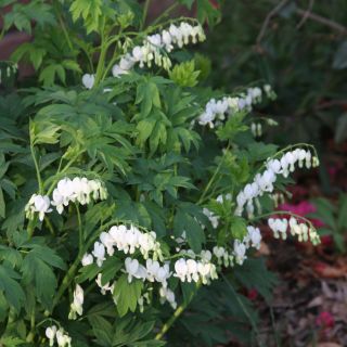 Dicentra SPECTABILIS WHITE-1бр.