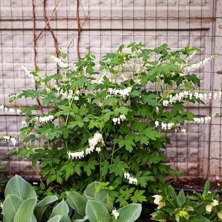 Dicentra SPECTABILIS WHITE-1бр.