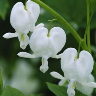 Dicentra SPECTABILIS WHITE-1бр.