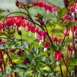 Dicentra SPECTABILIS RED VALENTINE-1бр