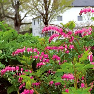 Dicentra SPECTABILIS PINK-1бр