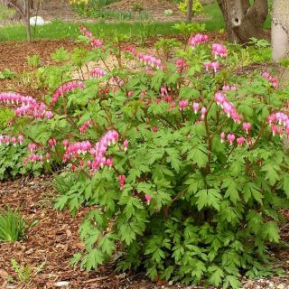 Dicentra SPECTABILIS PINK-1бр