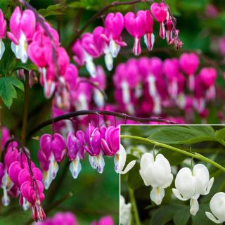 Dicentra SPECTABILIS PINK-1бр