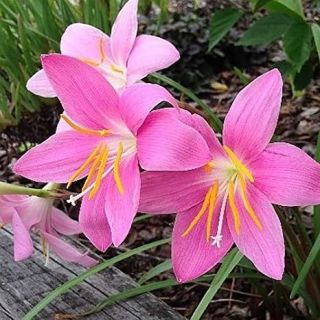 Зефирантес Robustus PINK - 12бр.
