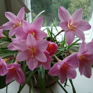 Зефирантес Robustus PINK - 12бр.