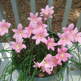 Зефирантес Robustus PINK - 12бр.