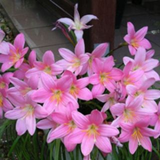 Зефирантес Robustus PINK - 12бр.