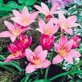Зефирантес Robustus PINK - 12бр.