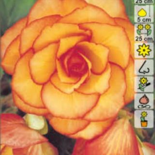 Begonia PICOTTE Yellow/Red - 1бр.