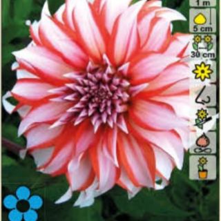 DAHLIA DECORATIVE Dolly H