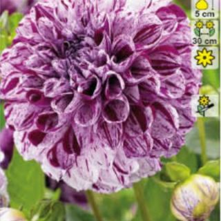 DAHLIA POMPON Marble Ball