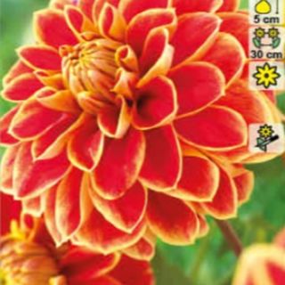 DAHLIA DECORATIVE Maxime