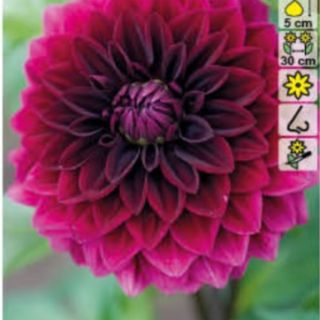 DAHLIA DECORATIVE Voo Doo