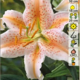 lilium ORIENTAL Salmon Star /НОВО/