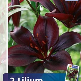 Lilium ASIATIC Black-1бр.