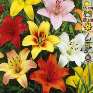 Lilium ASIATIC Mix-20бр.