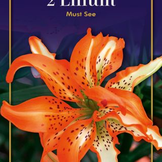 Lilium DOUBLE Must See -1бр.