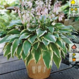 Hosta Antioch