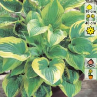 Hosta Wide Brim