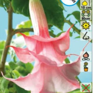 Датура/Brugmansia Angel's Pink