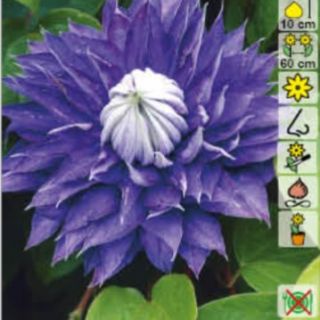 Клематис/Clematis lanuginosa Multi Blue