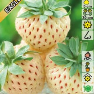 Fragaria Ananassa Pineberry-2бр.коренища БЕЛИ ЯГОДИ