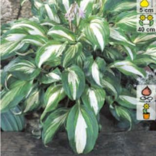 Hosta MEDIOVARIEGATA-1бр.