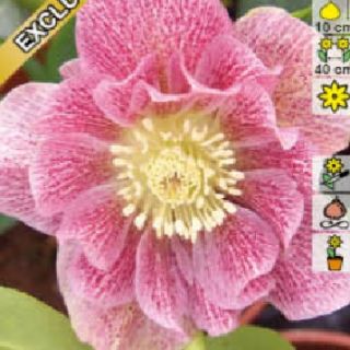 Кукуряк / Helleborus Double Ellen Pink Spotted / 1 бр