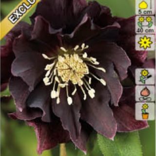 Кукуряк / Helleborus Double Ellen Purple / 1 бр