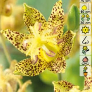 ГРАДИНСКА ОРХИДЕЯ Tricyrtis YELOOW - 1бр.