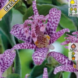 ГРАДИНСКА ОРХИДЕЯ Tricyrtis HIRTA- 3бр.