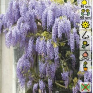 Глициния / Wisteria Sinensis