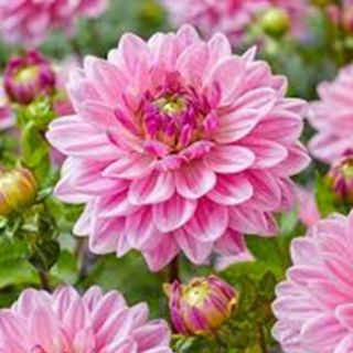 DAHLIA DECORATIVE Anne Marie