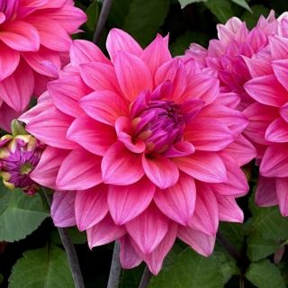 DAHLIA DECORATIVE Anne Marie