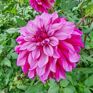 DAHLIA DECORATIVE Anne Marie