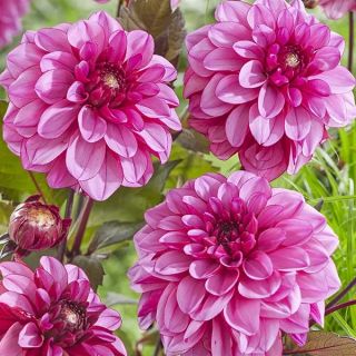 DAHLIA DECORATIVE Anne Marie